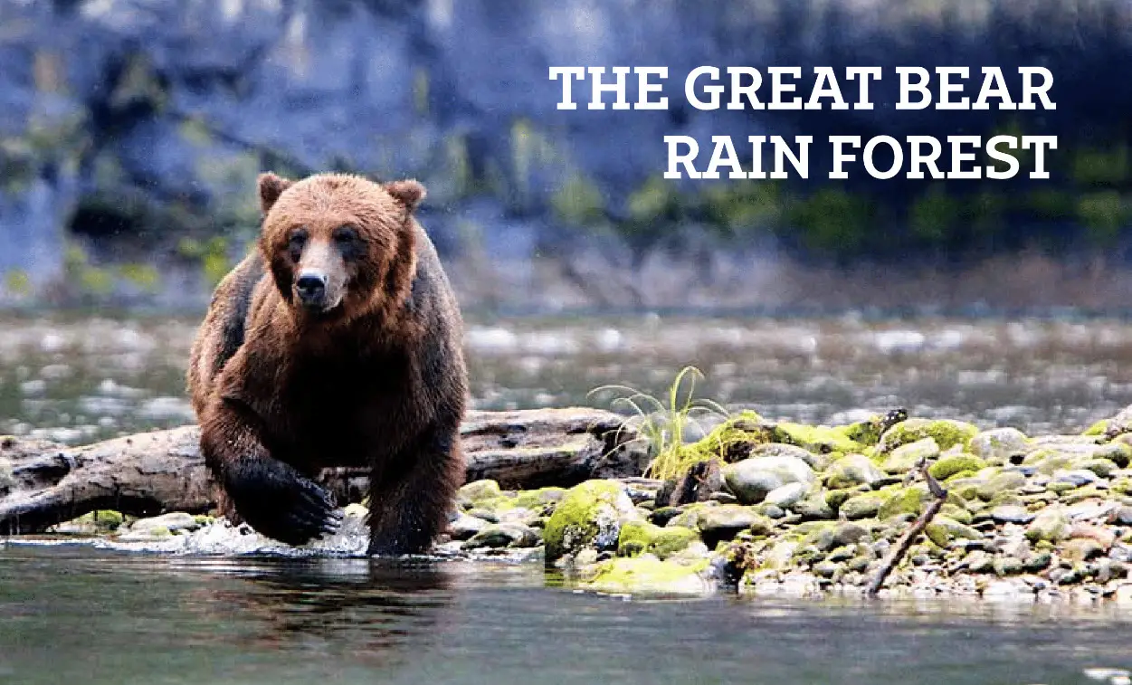 The Great Bear Rainforest