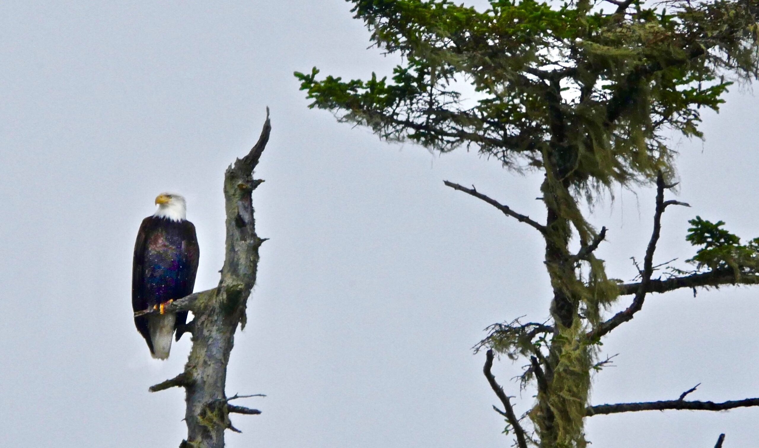 Venturing Through Southeast Alaska – Part 7