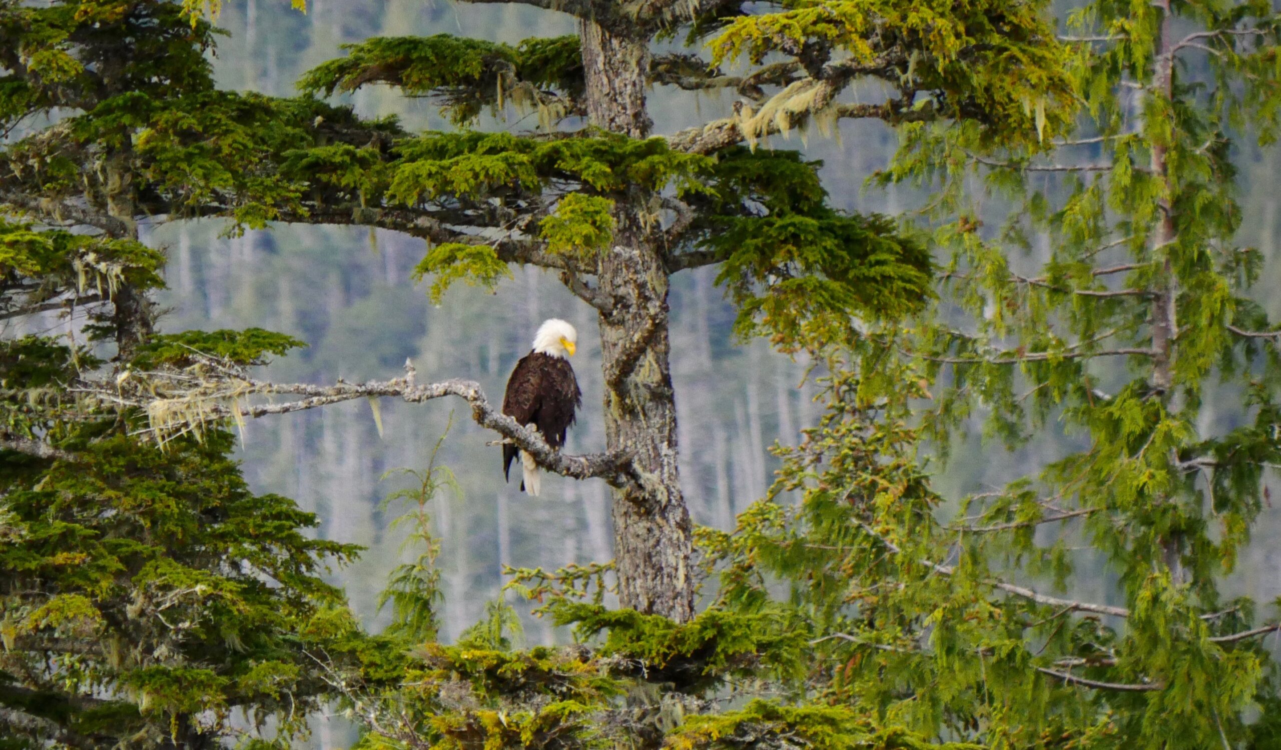 Summer Cruising Through Sidney, Vancouver Island, & Prince Rupert – Part 2
