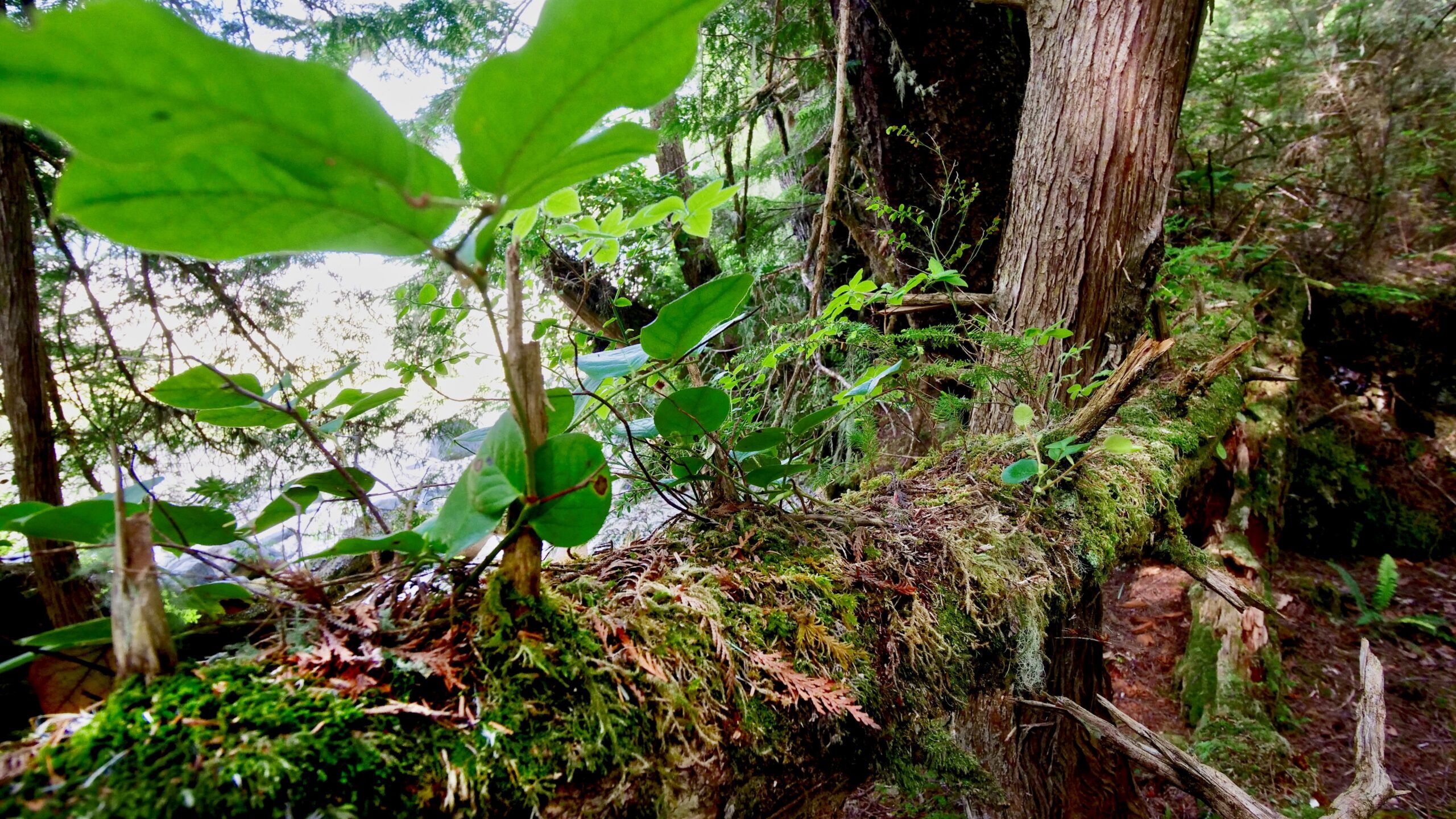 Venturing Through Southeast Alaska – Part 2