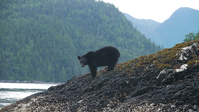 Cruise aboard Venture to Haida Gwaii – Part One