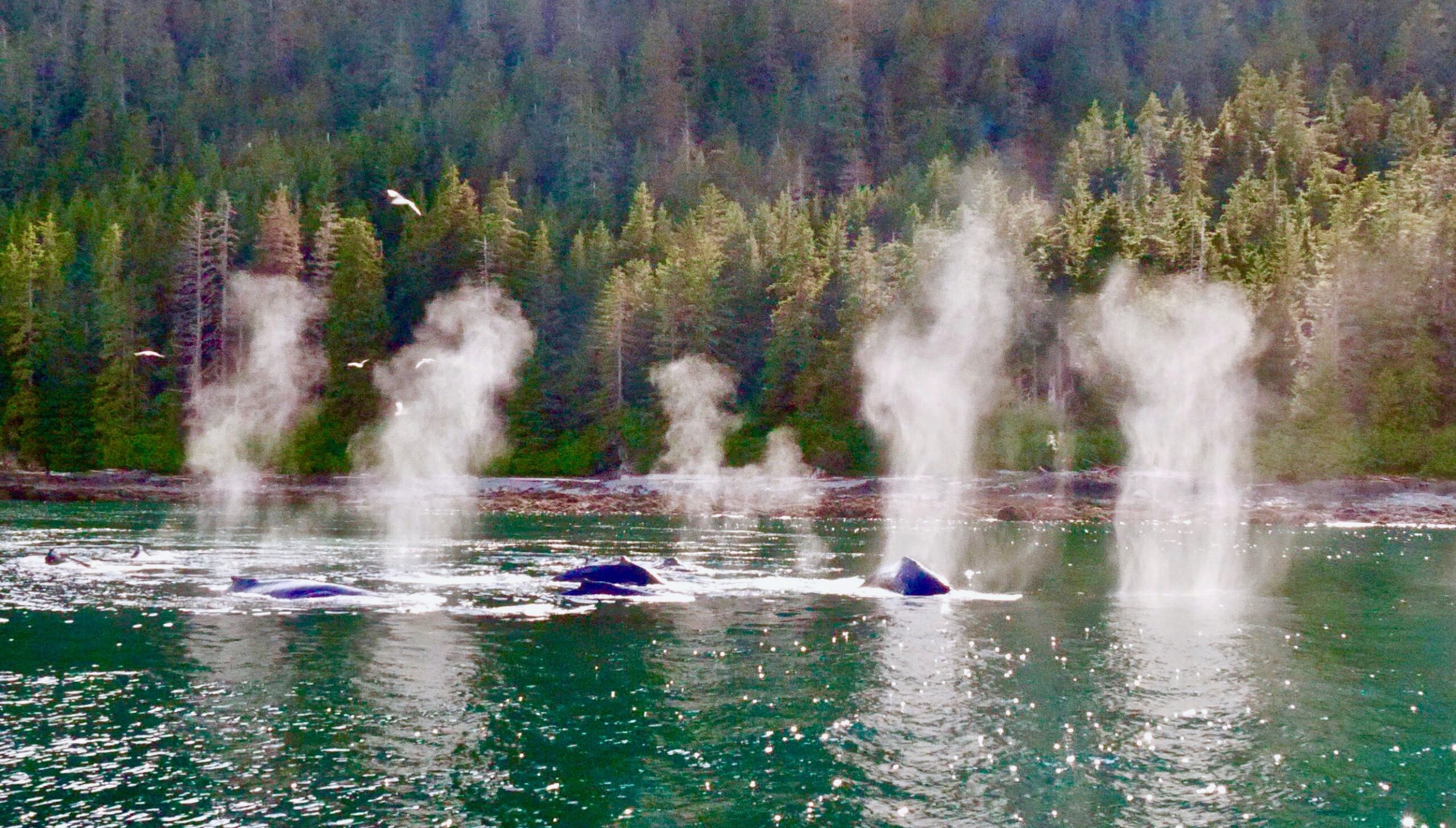 Venturing Through Southeast Alaska – Part 5
